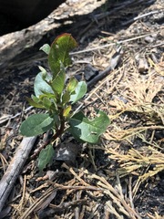 Arctostaphylos nevadensis