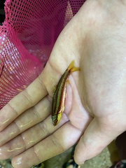 Notropis lutipinnis