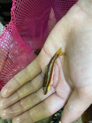 Notropis lutipinnis