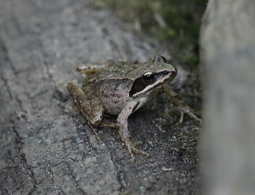 Rana agile