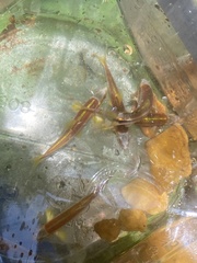 Notropis lutipinnis