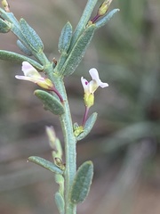 Muraltia muraltioides