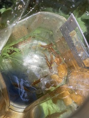 Notropis lutipinnis