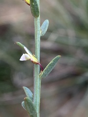 Muraltia muraltioides