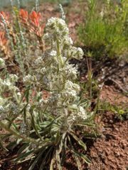 Oreocarya thyrsiflora