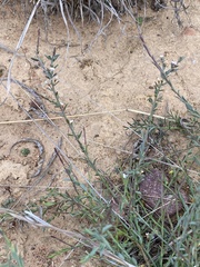 Muraltia muraltioides