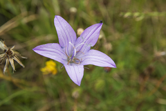 Campanula rapunculus
