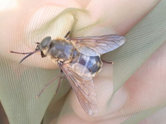 Pangonius
