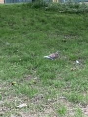 Columba livia domestica