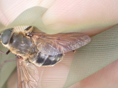 Pangonius