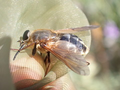 Pangonius