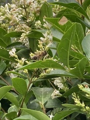 Apis mellifera