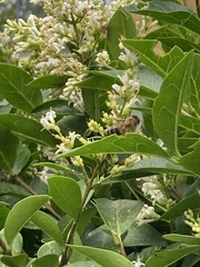Apis mellifera