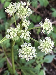 Angelica kingii