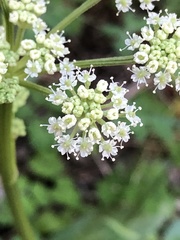 Angelica kingii