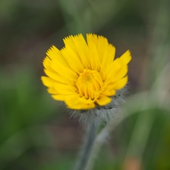 Hieracium villosum