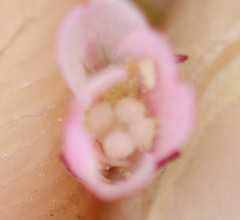 Epilobium lanceolatum