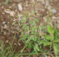Epilobium lanceolatum