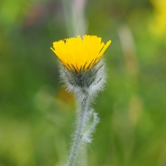 Hieracium villosum
