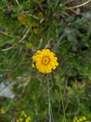 Hieracium villosum