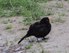 Turdus merula