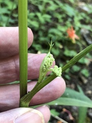 Angelica kingii