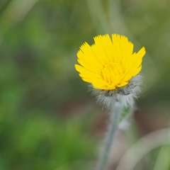 Hieracium villosum