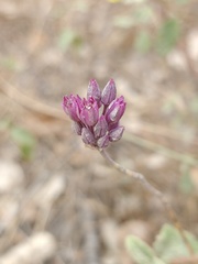 Allium pruinatum
