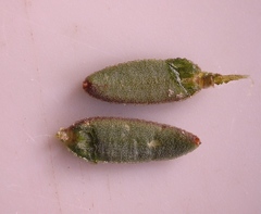 Muraltia muraltioides