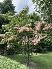 Cornus kousa