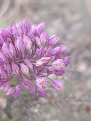 Allium pruinatum