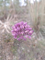 Allium pruinatum