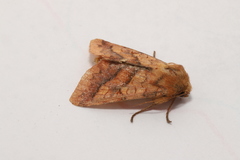 Pyrrhia exprimens
