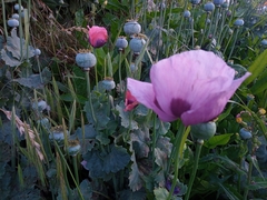 Papaver somniferum