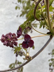 Akebia