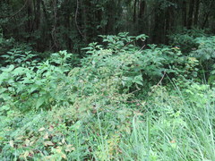 Thaspium chapmanii