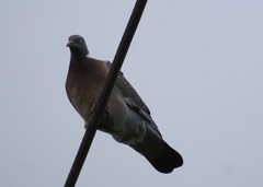 Columba palumbus