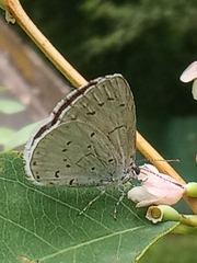 Celastrina argiolus