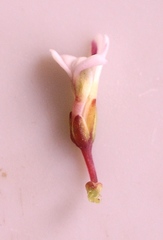 Muraltia muraltioides