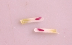 Muraltia muraltioides