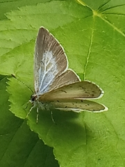 Celastrina argiolus