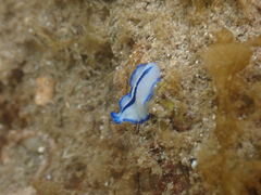 Pseudoceros concinnus