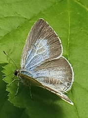 Celastrina argiolus