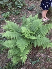 Athyrium filix-femina