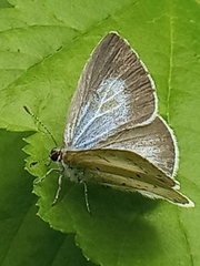 Celastrina argiolus