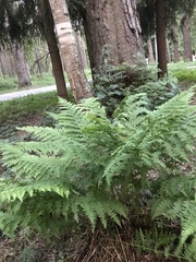 Athyrium filix-femina