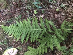 Athyrium filix-femina