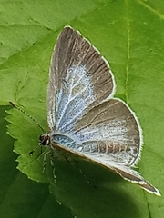 Celastrina argiolus