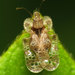 Lace Bugs - Photo (c) Katja Schulz, some rights reserved (CC BY)