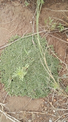 Helichrysum caespititium